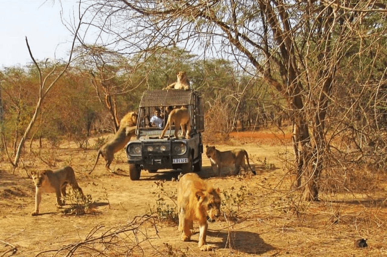 Excursion demi-journée au Ranch de Bandia