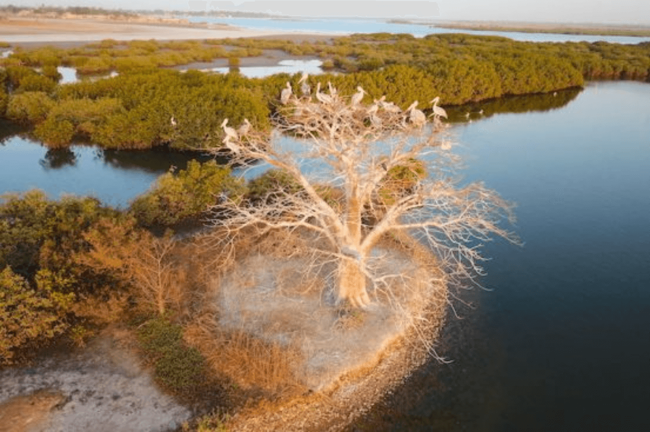 Excursion Mar Lodj et Île aux Oiseaux