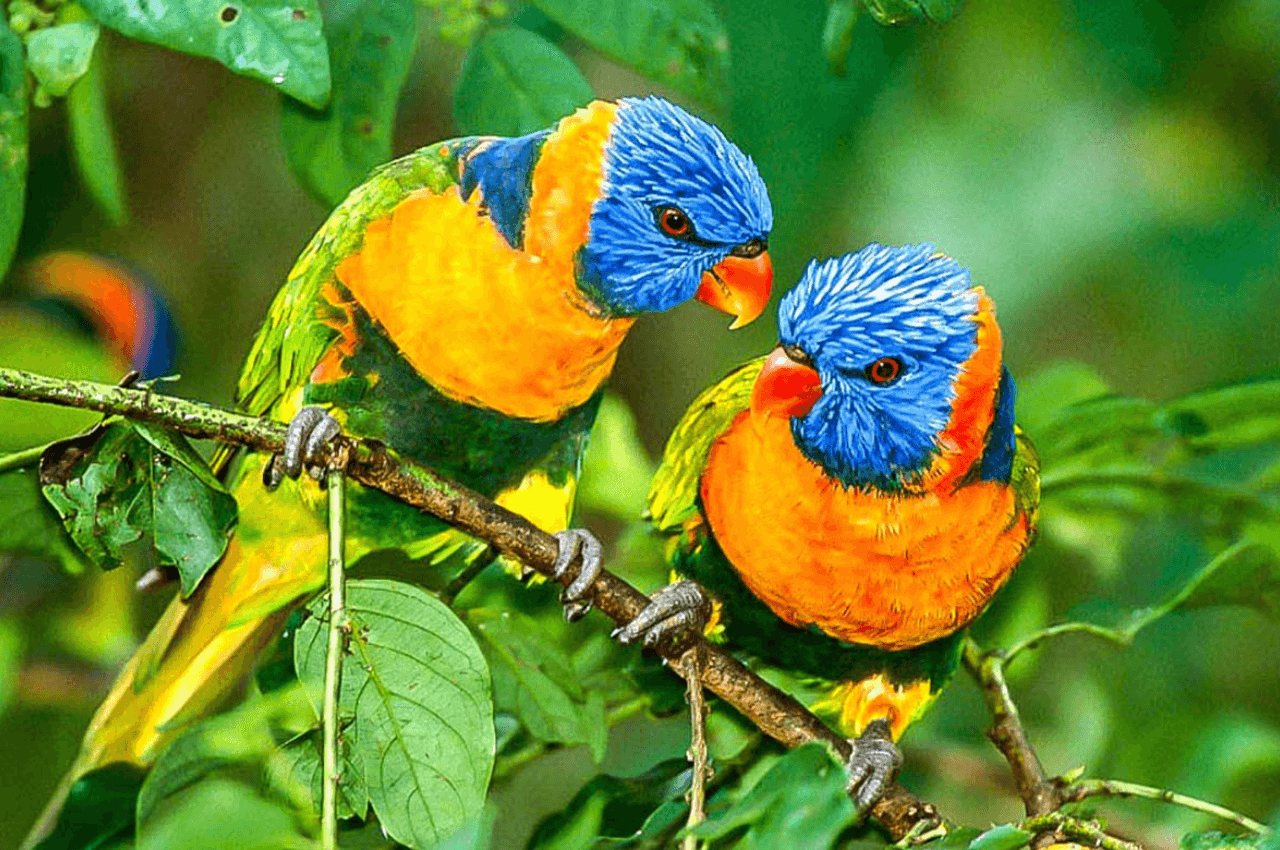 Safari au Parc des Oiseaux de Nguerigne